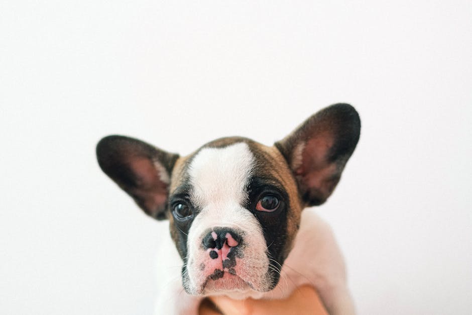 Photo cute puppy face - Anna Shvets / Pexels