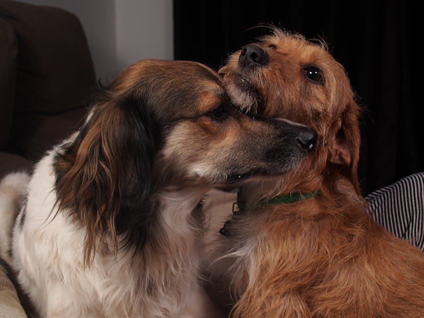 Photo calm dog relaxed - Daigoro Folz / Pexels
