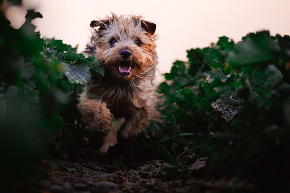 Photo dog portrait purebred - Erik Izsóf / Pexels