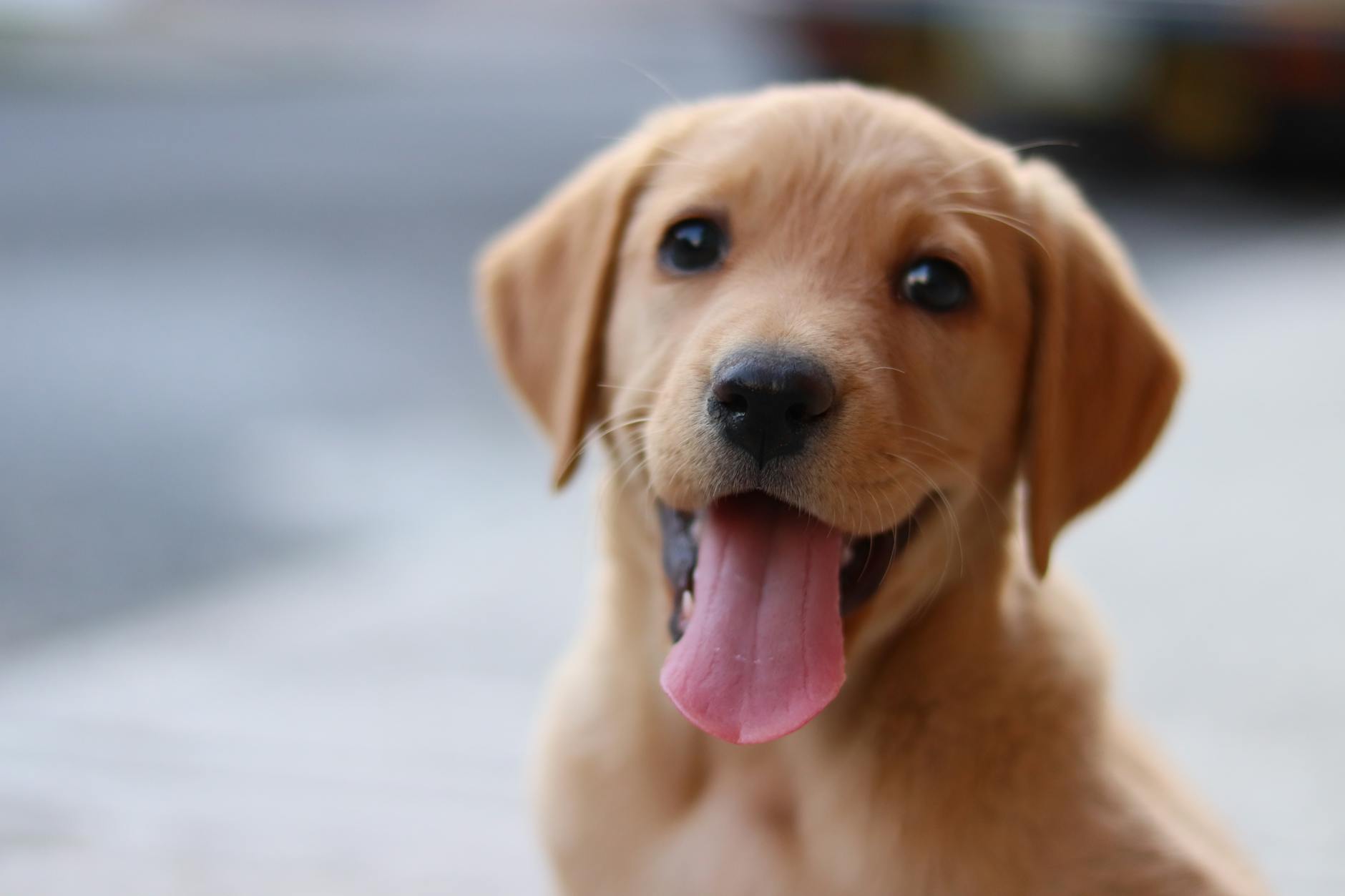 Socialisation du chiot : le guide complet par tranche d'âge