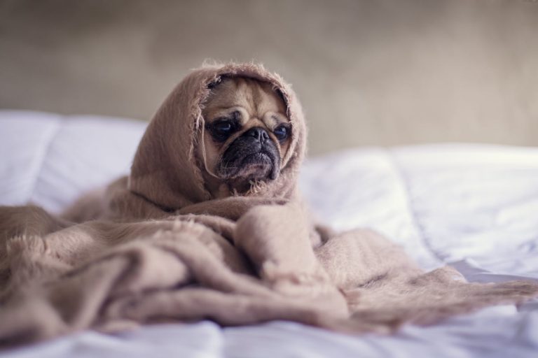 Chien qui tremble de peur ou de froid, causes et solutions