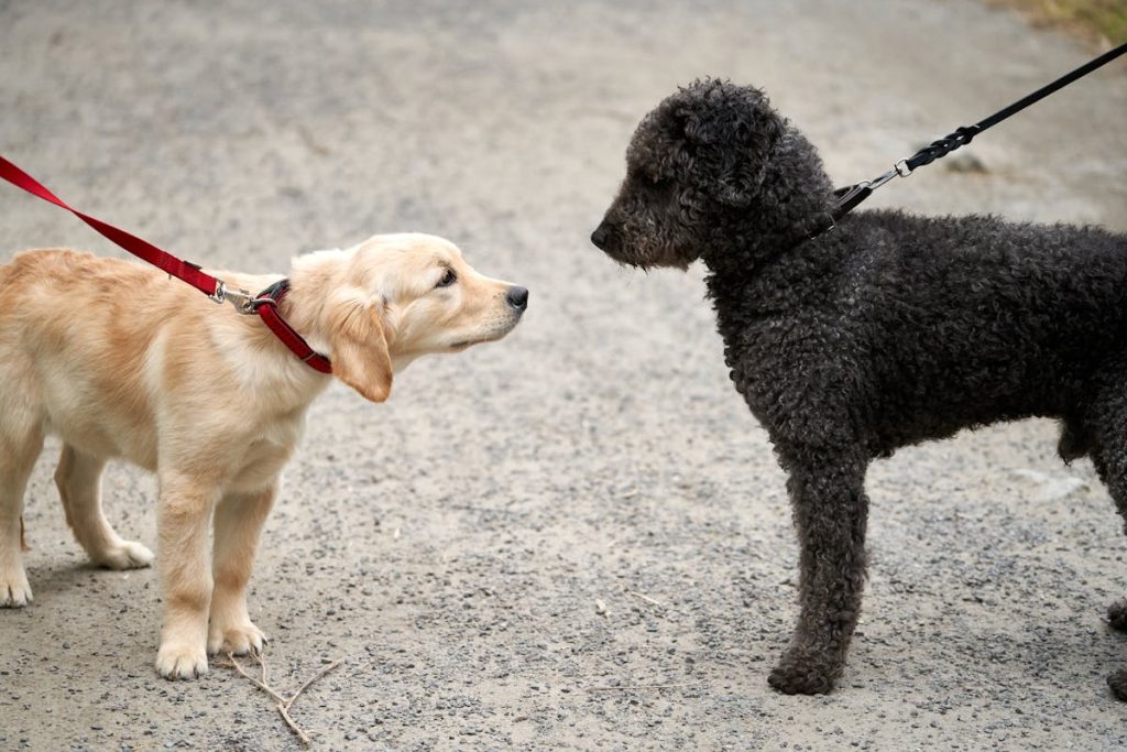 Chiot golden retriever qui rencontre un autre chien lors d une promenade - socialisation du chiot