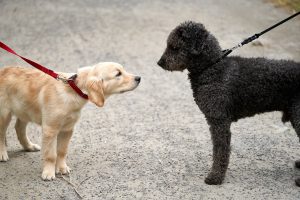 Chiot golden retriever qui rencontre un autre chien lors d une promenade - socialisation du chiot