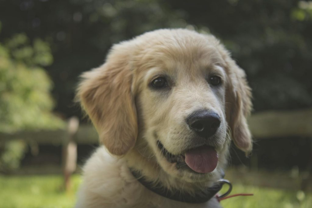 Éduquer un golden retriever : le guide complet du chiot à l&rsquo;adulte
