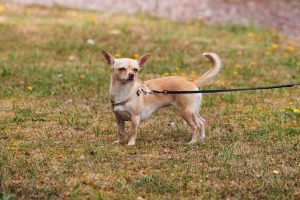 Chien en balade au printemps protection chenilles processionnaires