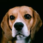 Beagle portrait