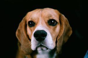 Beagle portrait