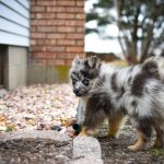 Berger Australien portrait