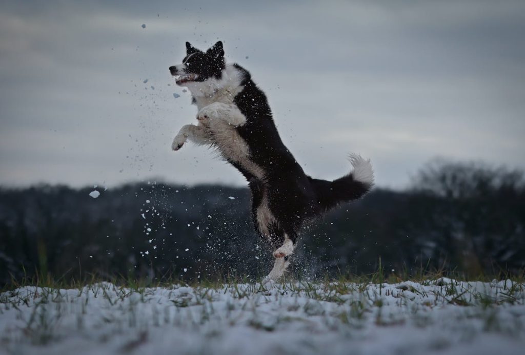 Border Collie en plein air