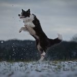 Border Collie en plein air