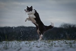 Border Collie en plein air