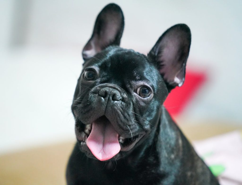 Bouledogue Francais