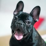 Bouledogue Francais