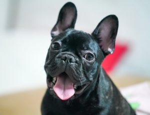 Bouledogue Francais