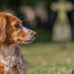 Epagneul Breton en nature