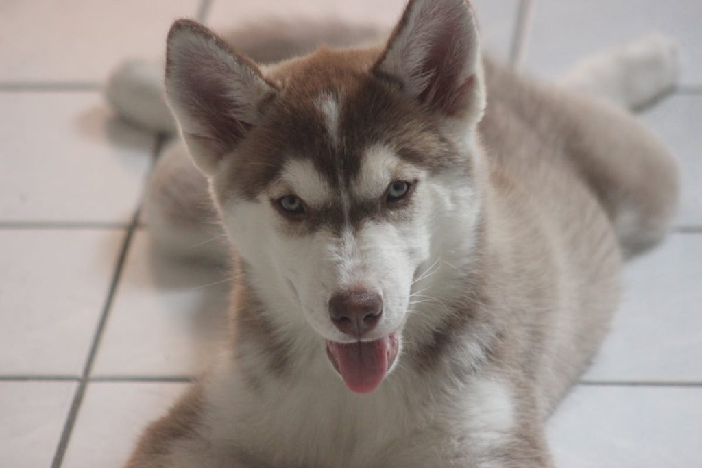 Husky Siberien
