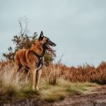 Malinois Berger Belge