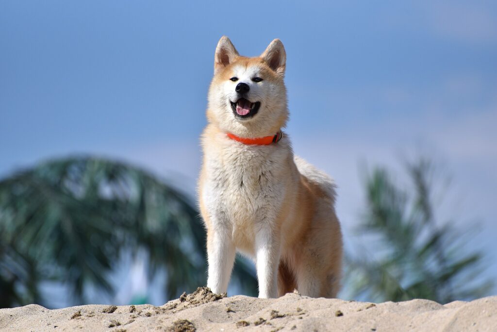 akita inu