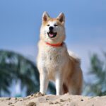 akita inu