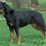 beauceron photo