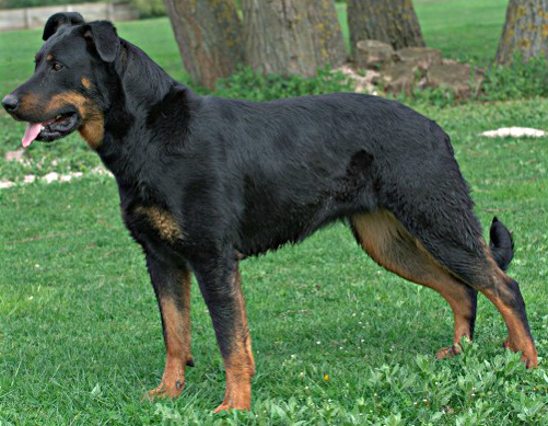 beauceron photo