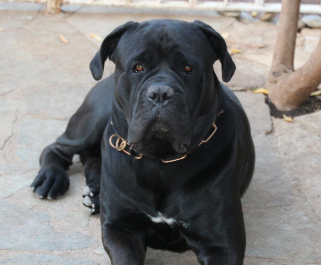 Un cane corso adulte de deux ans, de profil, robe fauve