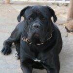Un cane corso adulte de deux ans, de profil, robe fauve