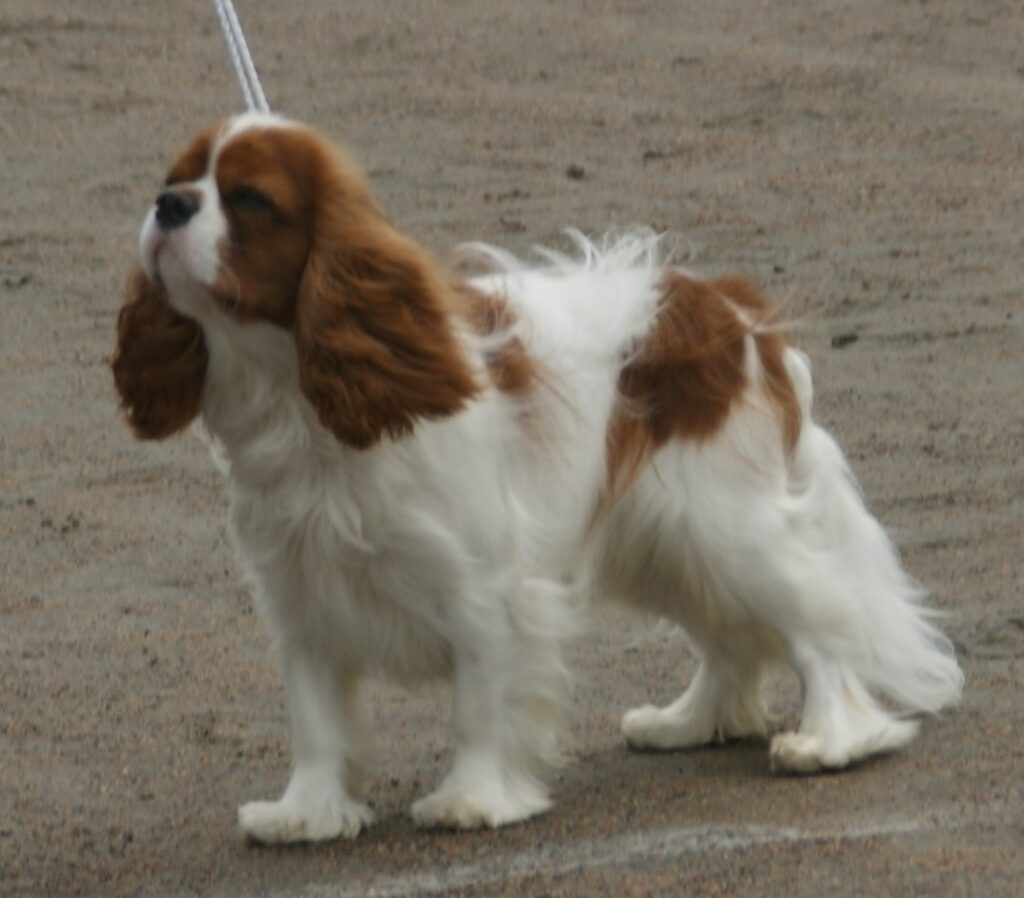 cavalier king charles photo