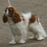 cavalier king charles photo