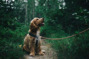 Chien qui tire en laisse pendant la promenade - education canine
