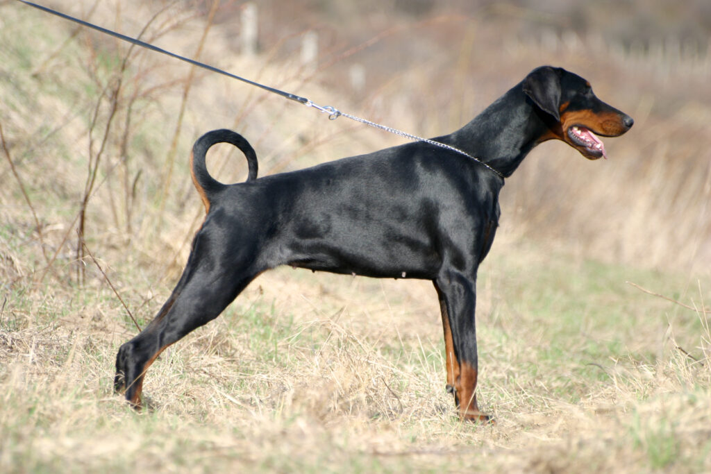 Dobermann adulte noir et feu, oreilles tombantes naturelles, silhouette athlétique de profil