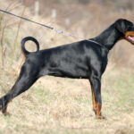 Dobermann adulte noir et feu, oreilles tombantes naturelles, silhouette athlétique de profil