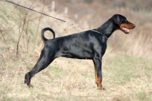 Dobermann adulte noir et feu, oreilles tombantes naturelles, silhouette athlétique de profil