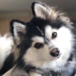 Pomsky adulte au pelage gris-blanc et yeux bleus, hybride husky sibérien × poméranien