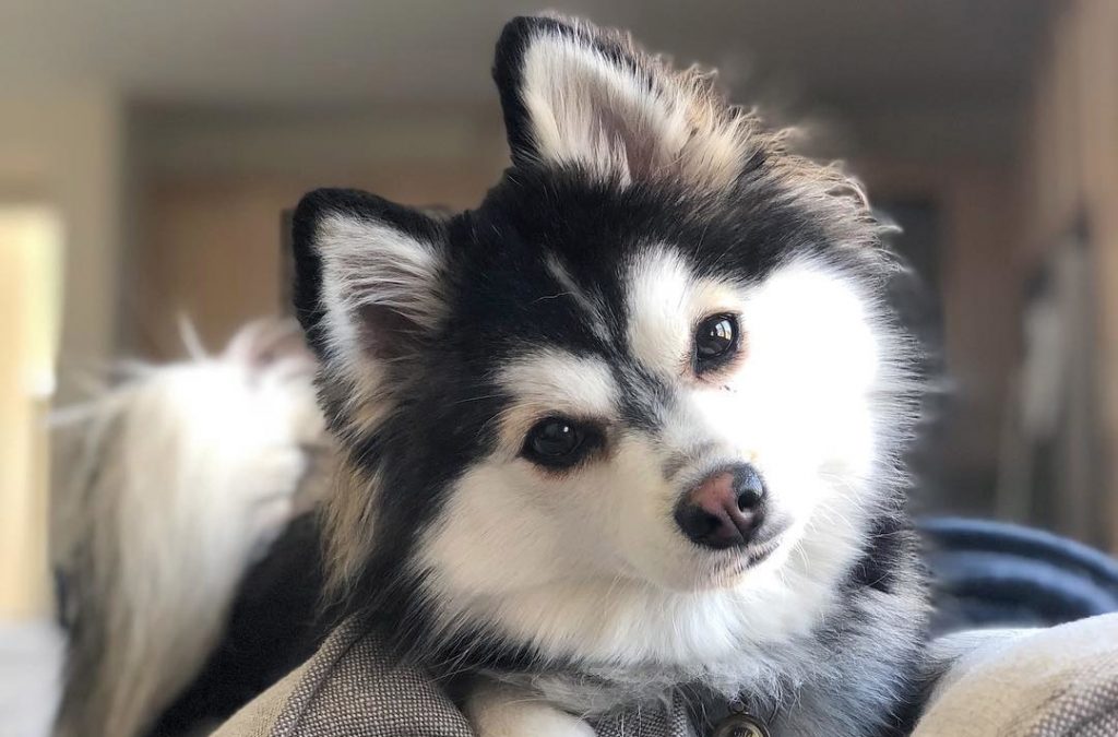 Pomsky adulte au pelage gris-blanc et yeux bleus, hybride husky sibérien × poméranien