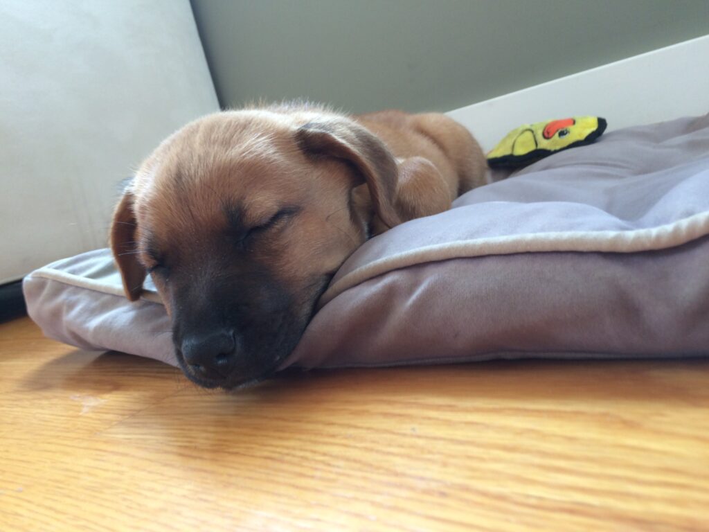 Chiot endormi paisiblement dans son couchage moelleux à côté du lit de son maître durant ses premières nuits à la maison