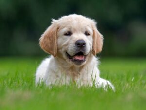 Jeune chiot golden retriever couché dans l'herbe verte, oreilles tombantes, air calme