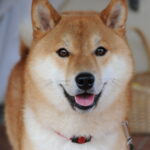 Shiba inu rouge adulte, portrait de face au pelage roux et masque clair, oreilles dressées triangulaires