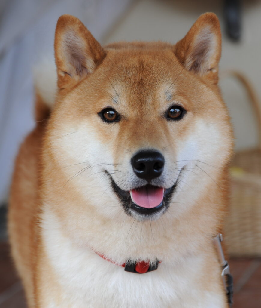 Shiba inu rouge adulte, portrait de face au pelage roux et masque clair, oreilles dressées triangulaires