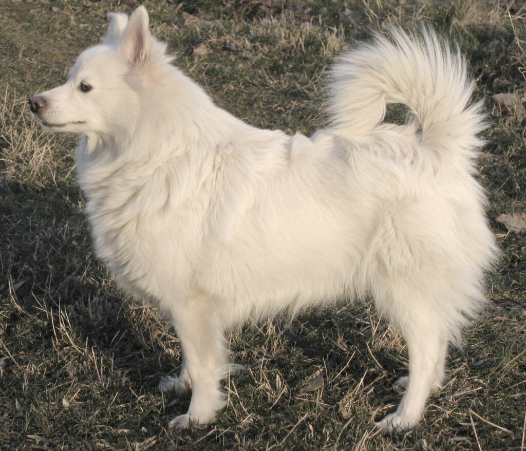 Spitz allemand au pelage roux dressé sur la collerette, oreilles pointues et queue enroulée — illustration des 5 variétés du standard FCI 97