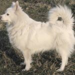 Spitz allemand au pelage roux dressé sur la collerette, oreilles pointues et queue enroulée — illustration des 5 variétés du standard FCI 97