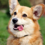 Welsh corgi pembroke adulte, robe fauve et blanche, silhouette bas sur pattes