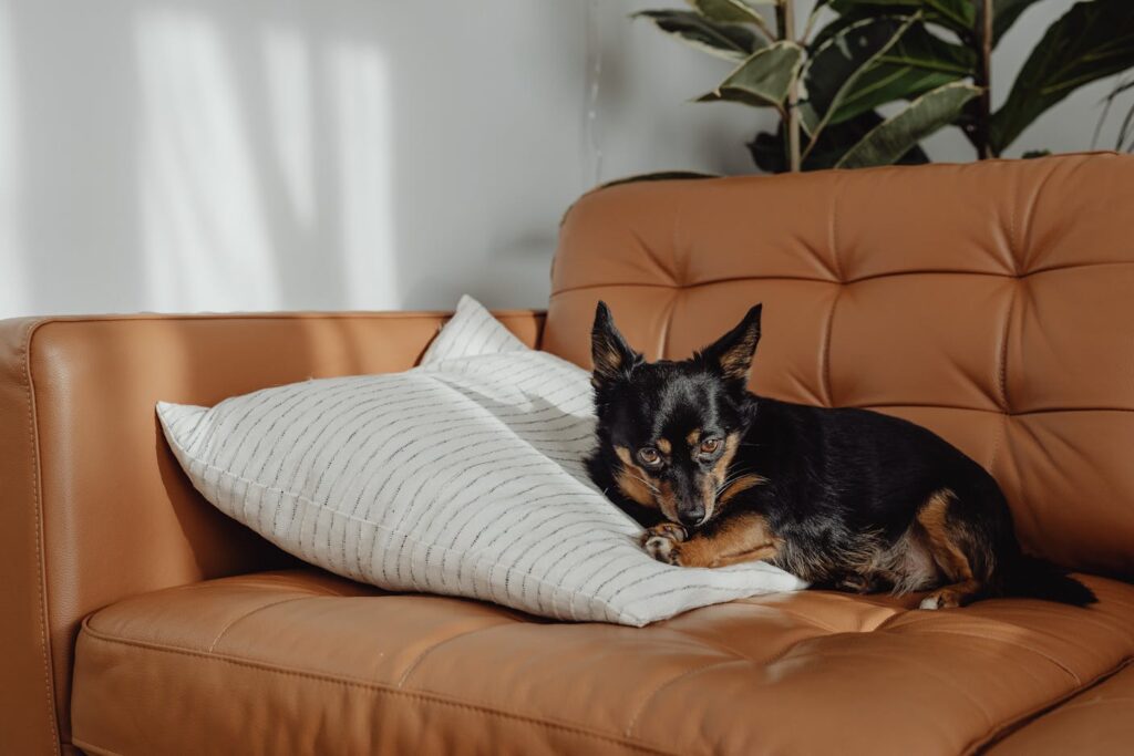Chihuahua noir et feu installé confortablement sur un coussin rayé d'un canapé en cuir cognac, dans un salon moderne et lumineux — illustration typique de petite race adaptée à la vie en appartement