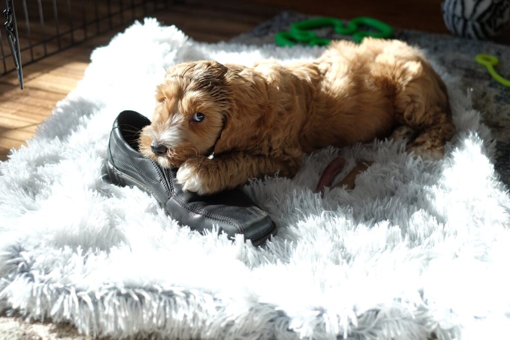 Chiot Goldendoodle mâchant une chaussure noire sur un tapis blanc, avec caisse d'éducation visible en arrière-plan — illustration typique des destructions en absence du maître