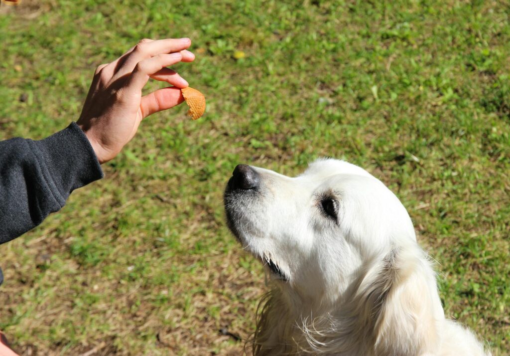 Golden retriever blanc concentré sur une friandise tenue par la main de son éducateur dans un jardin — scène typique du conditionnement opérant en clicker training débutant