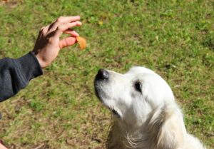 Golden retriever blanc concentré sur une friandise tenue par la main de son éducateur dans un jardin — scène typique du conditionnement opérant en clicker training débutant