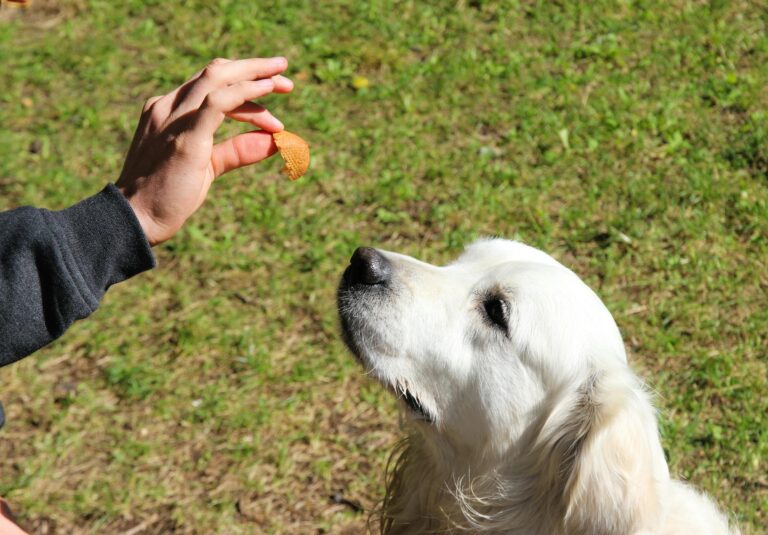 Golden retriever blanc concentré sur une friandise tenue par la main de son éducateur dans un jardin — scène typique du conditionnement opérant en clicker training débutant