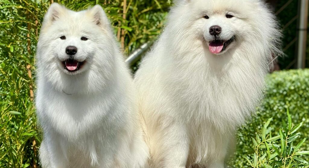 Deux samoyèdes au pelage blanc dense, race nordique sibérienne emblématique des chiens blancs