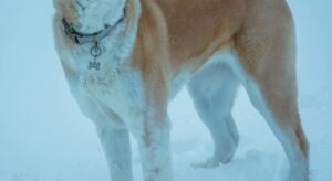 Akita inu rouge sésame dans la neige, race japonaise du Nihon Ken originaire de la préfecture d'Akita