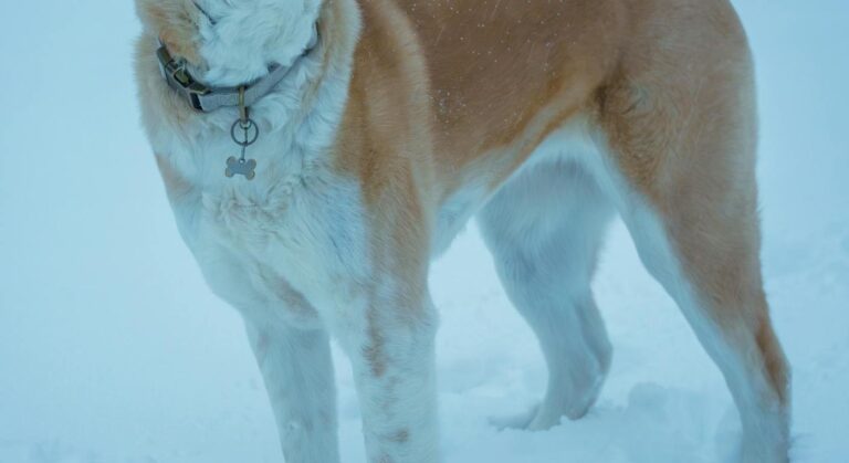 Akita inu rouge sésame dans la neige, race japonaise du Nihon Ken originaire de la préfecture d'Akita